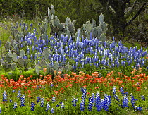 Bluebonnet (Lupinus subcarnosus), Paintbrush (Castilleja sp) and Pricky Pear (Opuntia sp) cactus, Texas