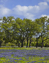 Bluebonnet (Lupinus subcarnosus) field at edge of forest, Texas