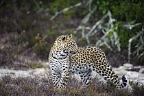 Leopard (Panthera pardus), Shamwari Game Reserve, Port Elizabeth, South Africa