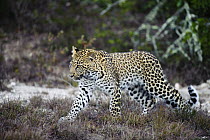 Leopard (Panthera pardus), Shamwari Game Reserve, Port Elizabeth, South Africa