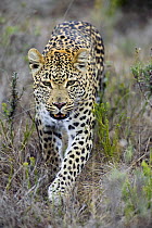 Leopard (Panthera pardus) in the Shamwari Game Reserve, Por t Elizabeth, South Africa