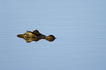 Broad-snouted Caiman (Caiman latirostris) with eyes above water surface, Bonito, Brazil