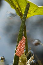 Apple Snail (Pomacea sp) eggs on aquatic plant, Pretty Bay River, Brazil
