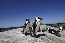Black-footed Penguin (Spheniscus demersus) group on rocks, Boulders Beach, South Africa