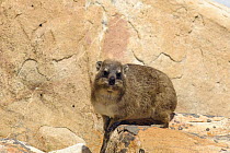 Rock Hyrax (Procavia capensis) portrait, Table Mountain National Park, South Africa