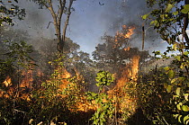 Brush fire in the Cerrado ecosystem, Formosa do Rio Preto, Brazil