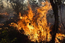 Brush fire in the Cerrado ecosystem, Formosa do Rio Preto, Brazil