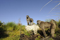 Chacma Baboon (Papio ursinus) pair, South Africa