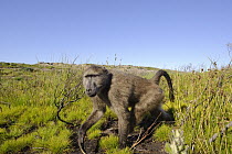 Chacma Baboon (Papio ursinus), South Africa
