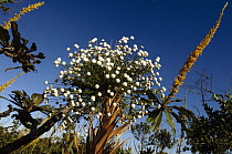 Everlasting Flower (Eriocaulaceae) in Cerrado ecosystem, Jalapao State Park, Brazil