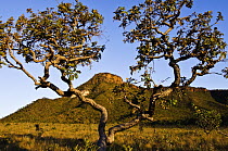 Cerrado habitat with tree, fire resistant savannah scrubland, prone to burning from lightning strikes, Jalapao State Park, Brazil