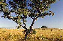 Twisted tree and mountain in fire resistant savannah scrubland, prone to burning from lightning strikes, Cerrado ecosystem, Jalapao State Park, Brazil