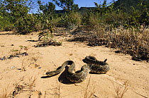 Aruba Rattlesnake (Crotalus durissus) in scrub habitat, Jalapao State Park, Jalapao, Brazil