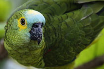 Blue-fronted Parrot (Amazona aestiva) portrait, Bodoquena Plateau, Brazil