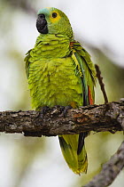 Blue-fronted Parrot (Amazona aestiva), Bodoquena Plateau, Brazil