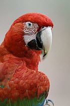 Red and Green Macaw (Ara chloroptera) portrait, Bodoquena Plateau, Brazil