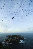 Magnificent Frigatebird (Fregata magnificens) flock flying over island, Moleques do Sul Island, Santa Catarina, Brazil