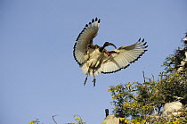 Sacred Ibis (Threskiornis aethiopicus) landing in tree, Montagu, South Africa