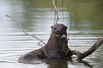 River Otter (Lontra longicaudis) eating a fish, Rio Negro, Pantanal, Brazil