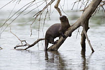 River Otter (Lontra longicaudis) climbing on snag, Rio Negro, Pantanal, Brazil