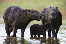 Capybara (Hydrochoerus hydrochaeris) parents with baby, Pantanal, Brazil