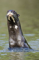 Giant River Otter (Pteronura brasiliensis) lifting head out of water, Rio Negro, Brazil