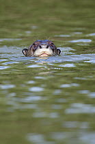 Giant River Otter (Pteronura brasiliensis) swimming towards camera, Rio Negro, Brazil