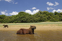 Capybara (Hydrochoerus hydrochaeris) cooling off in shallow water, Brazil