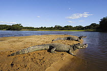 Jacare Caiman (Caiman yacare) sunning on sandbar, Pantanal, Brazil