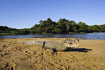 Jacare Caiman (Caiman yacare) with open mouth, Pantanal, Brazil