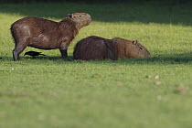 Capybara (Hydrochoerus hydrochaeris) parent with baby resting in shade, Smooth-billed Ani (Crotophaga ani) foraging, Br azil