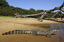 Jacare Caiman (Caiman yacare) sunning on river bank, Pantanal, Brazil