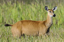 Marsh Deer (Blastocerus dichotomus) female, Pantanal, Brazil