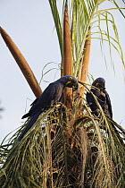 Hyacinth Macaw (Anodorhynchus hyacinthinus) feeding on Bocaiuva Palm (Acrocomia sclerocarpa) fruit, Brazil