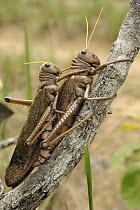 Locust (Acritidae) pair mating with male shorter than female, Pantanal, Brazil