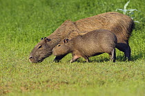 Capybara (Hydrochoerus hydrochaeris) parent with baby grazing, Brazil