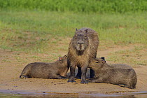 Capybara (Hydrochoerus hydrochaeris) female with nursing babies, Rio Negro, Brazil