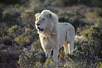 African Lion (Panthera leo) adult male, Sanbona Wildlife Reserve, South Africa