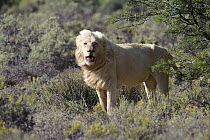 African Lion (Panthera leo) adult male, Sanbona Wildlife Reserve, South Africa