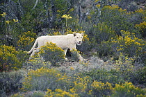 African Lion (Panthera leo) white juvenile, Sanbona Wildlife Reserve, South Africa