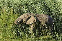 African Elephant (Loxodonta africana) drinking in high grass, Sanbona Wildlife Reserve, Montagu, South Africa
