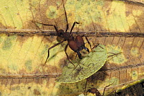 Leafcutter Ant (Atta sp) worker carrying leaf segment, Atlantic Forest, Sao Paulo, Brazil