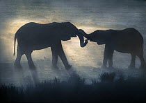 African Elephant (Loxodonta africana)pair touching trunks in greeting at sunset, Etosha National Park, Namibia