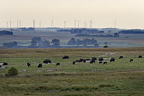 American Bison (Bison bison) herd grazing with wind turbines in the distance, Blue Mounds State Park, Luverne, Minnesota