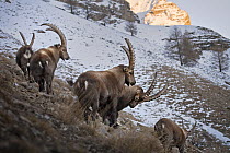 Alpine Ibex (Capra ibex) group of males at sunset, Mercantour National Park, Alps, France