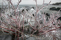 Red-osier Dogwood (Cornus sericea) covered in ice, Tettegouche State Park, north shore of Lake Superior, Minnesota