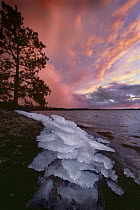Ice along the shore of Burntside Lake at sunset, Superior National Forest, Minnesota