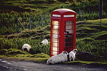 Domestic Sheep (Ovis aries) with phone booth, Scotland