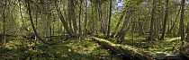 Atlas Cedar (Cedrus atlantica) old growth forest interior, Northwoods, Minnesota