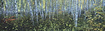 Birch (Betula costata) grove, Minnesota
